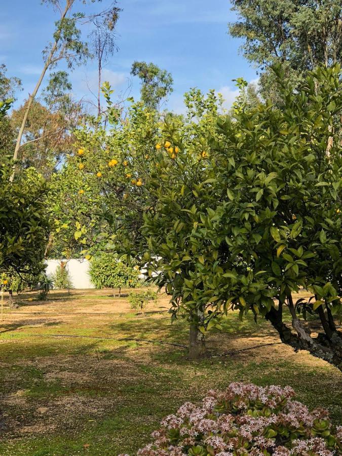 Quinta Verde Albufeira Dış mekan fotoğraf